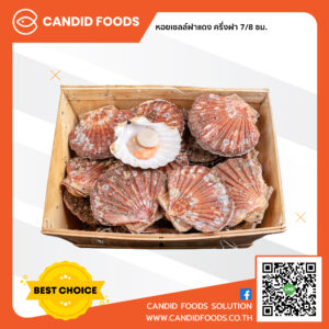 Half a red caped scallop 7/8 cm.